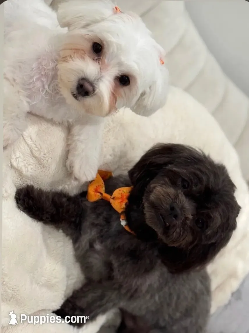 Toy Maltipoo (Mocha), a female Maltipoo for sale in Miami, FL – 3 of 4