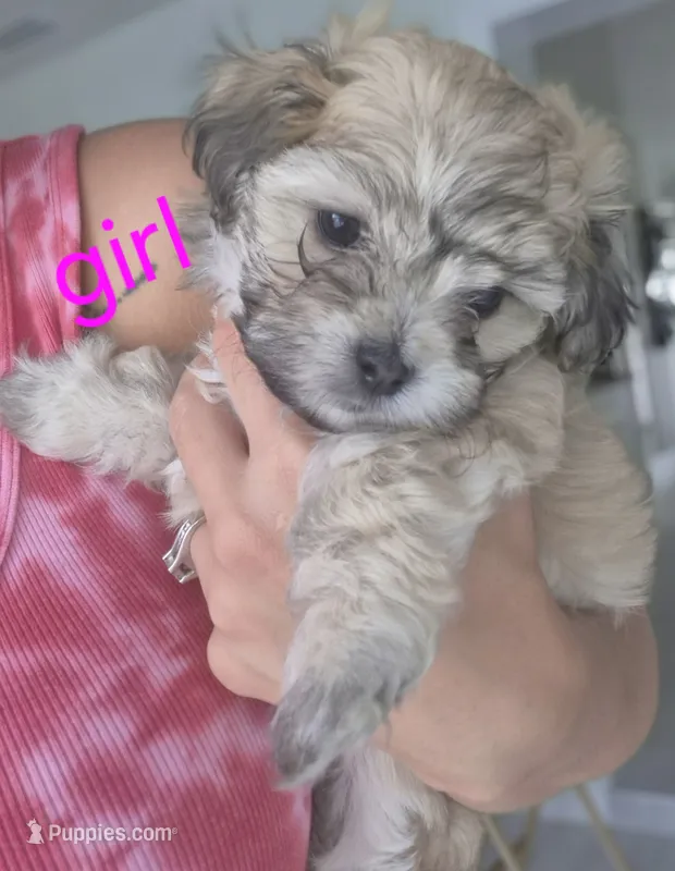 Mocha – Maltipoo puppy for sale in Homestead, FL