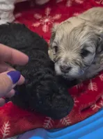 Caramel, a female Maltipoo for sale in Homestead, FL – 2 of 5