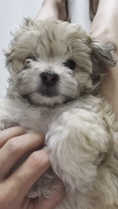 Caramel, a female Maltipoo for sale in Homestead, FL – 5 of 5