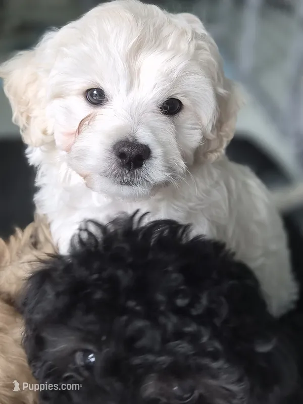 Mellow – Maltipoo puppy for sale in Miami, FL
