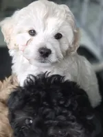 Mellow, a male Maltipoo for sale in Miami, FL – 1 of 4