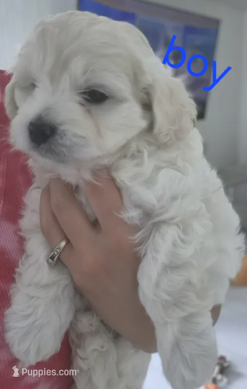 Mellow – Maltipoo puppy for sale in Homestead, FL