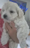 Mellow, a male Maltipoo for sale in Homestead, FL – 1 of 5