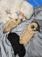 Mocha, a female Maltipoo for sale in Homestead, FL – 3 of 5