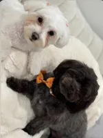 Mellow, a male Maltipoo for sale in Miami, FL – 3 of 4