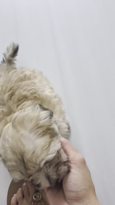 Toy Maltipoo (Mocha), a female Maltipoo for sale in Miami, FL – 4 of 4