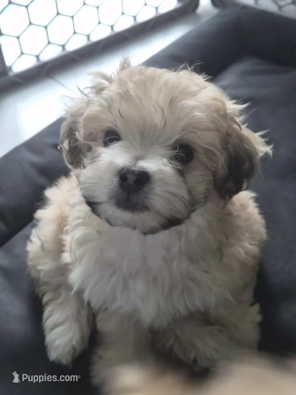 Toy Maltipoo (Caramel) – Maltipoo puppy for sale in Miami, FL