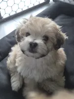Toy Maltipoo (Caramel), a female Maltipoo for sale in Miami, FL – 1 of 4