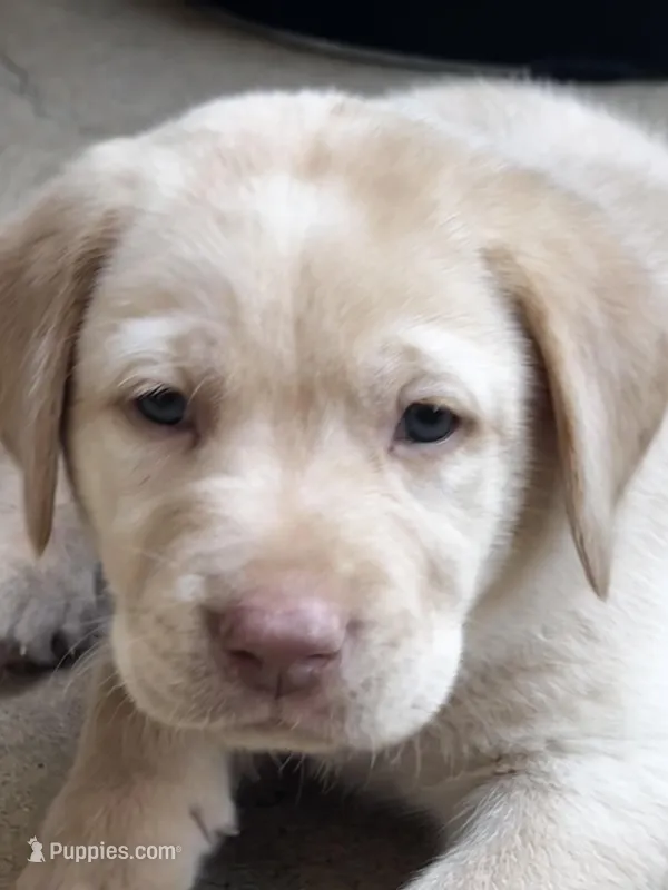 Tucker – Labrador Retriever puppy for sale in Fontana, CA
