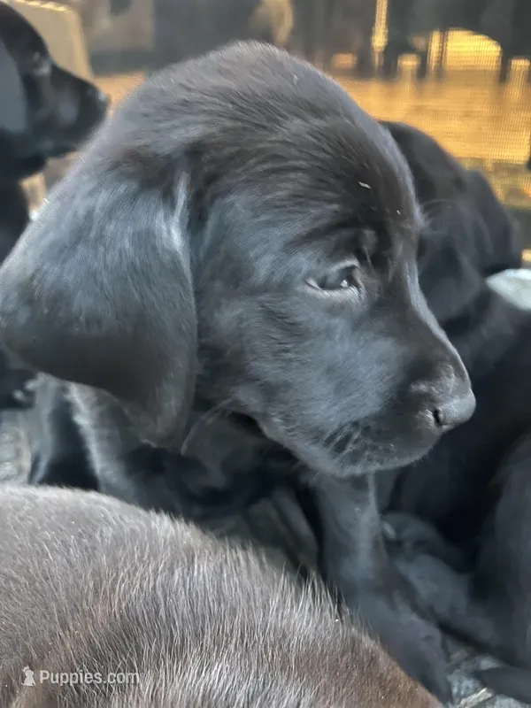 Tinkerbell – Labrador Retriever puppy for sale in Fontana, CA