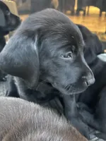 Tinkerbell, a female Labrador Retriever for sale in Fontana, CA – Photo 4 of 10