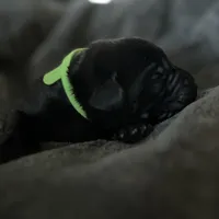Tinkerbell, a female Labrador Retriever for sale in Fontana, CA – Photo 7 of 10
