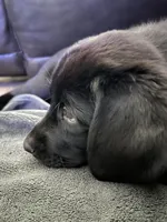 Tinkerbell, a female Labrador Retriever for sale in Fontana, CA – Photo 2 of 10