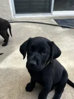 Tinkerbell, a female Labrador Retriever for sale in Fontana, CA – Photo 3 of 10