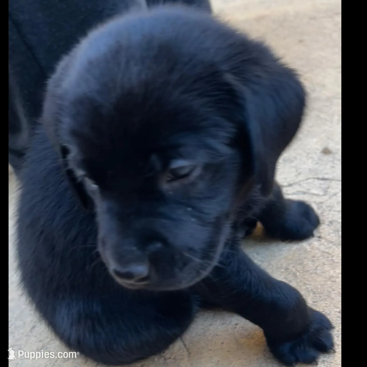 Tinkerbell, a female Labrador Retriever for sale in Fontana, CA – Photo 8 of 10