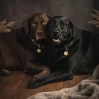Tinkerbell, a female Labrador Retriever for sale in Fontana, CA – Photo 9 of 10