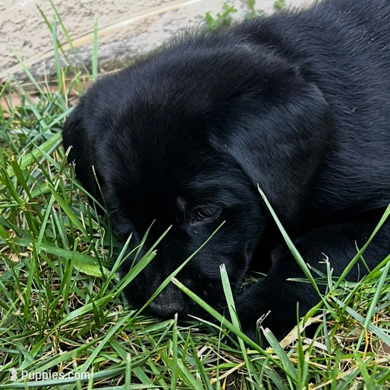 Tinkerbell, a female Labrador Retriever for sale in Fontana, CA – Photo 6 of 10