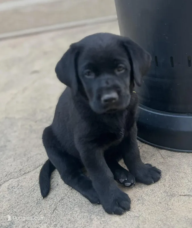 Nora – Labrador Retriever puppy for sale in Fontana, CA