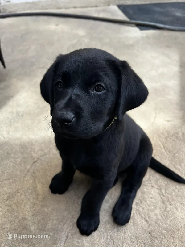 Nora – Labrador Retriever puppy for sale in Fontana, CA