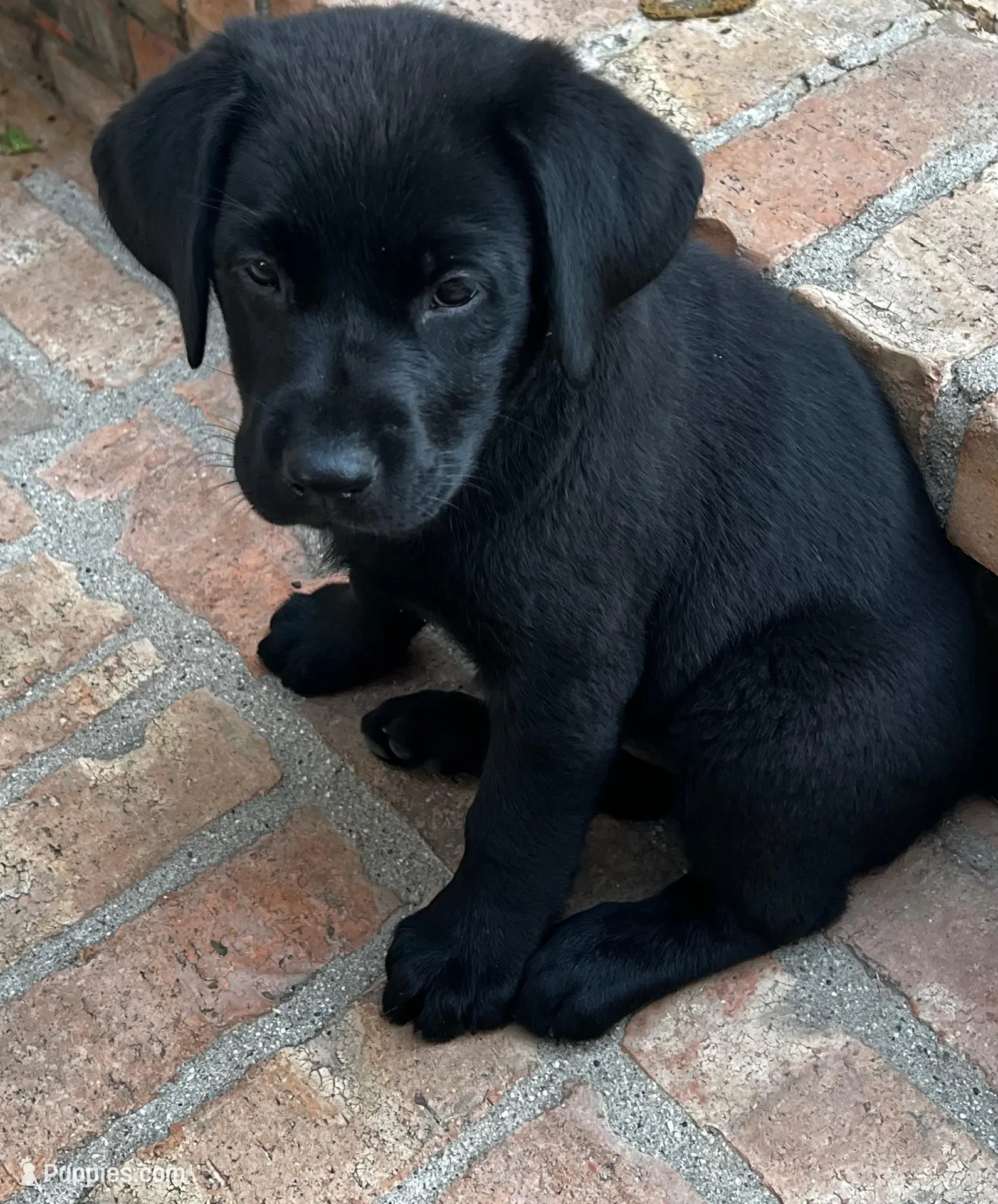 Nala – Labrador Retriever puppy for sale in Fontana, CA