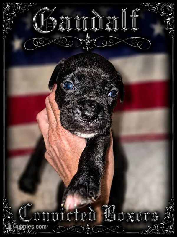 Gandalf  – Boxer puppy for sale in Manistique, MI