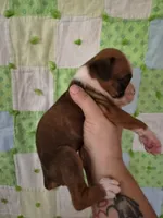 Desdemona, a female Boxer for sale in Manistique, MI – 2 of 5