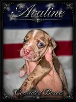 Aveline, a female Boxer for sale in Manistique, MI – 7 of 8