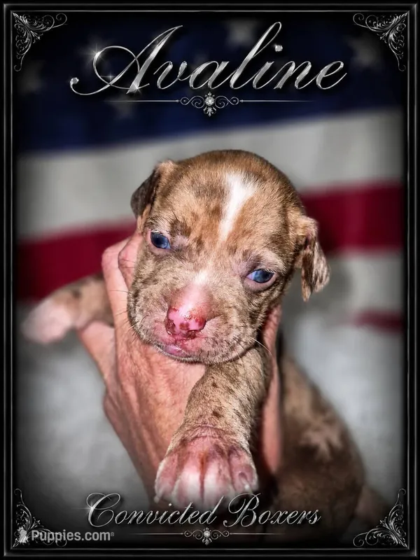 Aveline – Boxer puppy for sale in Manistique, MI