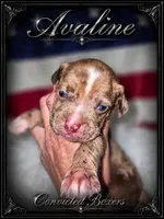 Aveline, a female Boxer for sale in Manistique, MI – 1 of 8