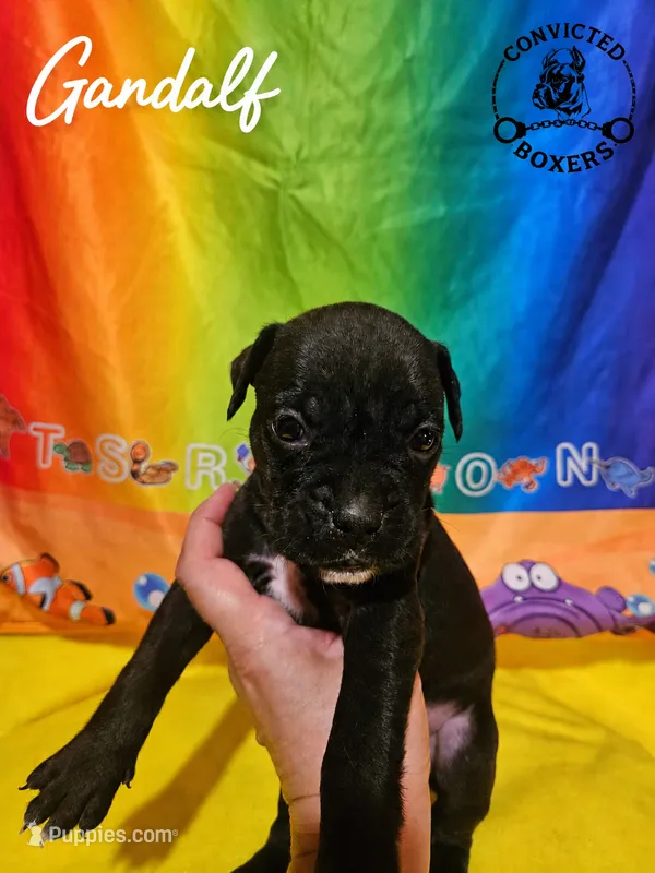 Gandalf  – Boxer puppy for sale in Manistique, MI