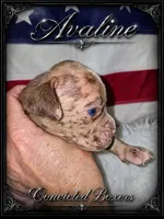 Aveline, a female Boxer for sale in Manistique, MI – 3 of 8