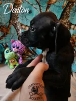 Denton , a male Boxer for sale in Manistique, MI – 2 of 6