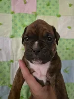 Lazarus , a male Boxer for sale in Manistique, MI – 4 of 5