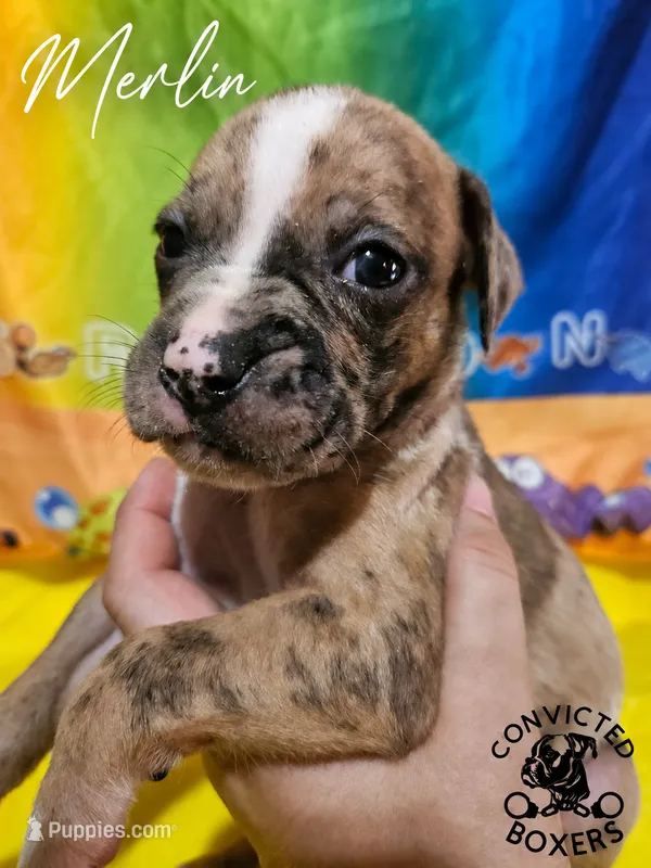 Merlin  – Boxer puppy for sale in Manistique, MI