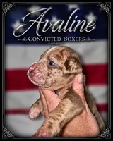 Aveline, a female Boxer for sale in Manistique, MI – 4 of 8