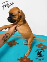 Frisco , a male Boxer for sale in Manistique, MI – 2 of 5