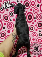 Albus, a male Boxer for sale in Manistique, MI – 6 of 6