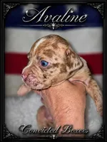 Aveline, a female Boxer for sale in Manistique, MI – 6 of 8