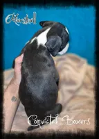 Marshall , a male Boxer for sale in Manistique, MI – 2 of 2