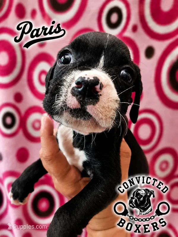 Paris  – Boxer puppy for sale in Manistique, MI