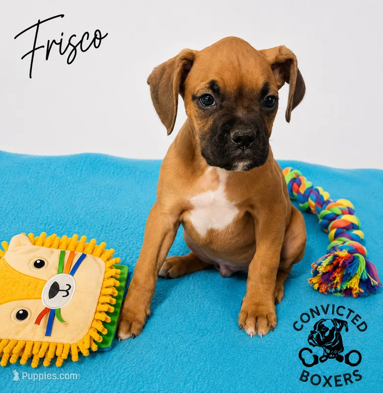 Frisco  – Boxer puppy for sale in Manistique, MI