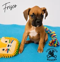 Frisco , a male Boxer for sale in Manistique, MI – 1 of 5