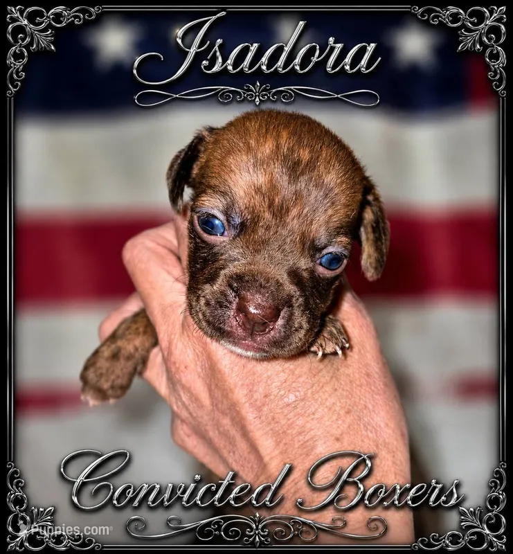 Isadora – Boxer puppy for sale in Manistique, MI