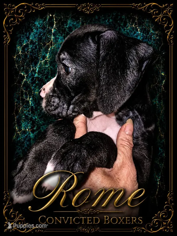 Rome – Boxer puppy for sale in Manistique, MI