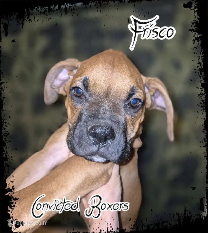 Frisco  – Boxer puppy for sale in Manistique, MI