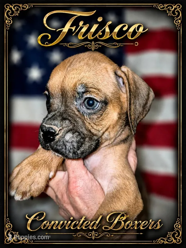 Frisco  – Boxer puppy for sale in Manistique, MI