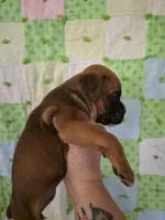 Morgana, a female Boxer for sale in Manistique, MI – 3 of 5