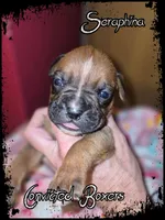 Seraphina, a female Boxer for sale in Manistique, MI – 3 of 6