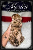 Merlin , a male Boxer for sale in Manistique, MI – 4 of 9